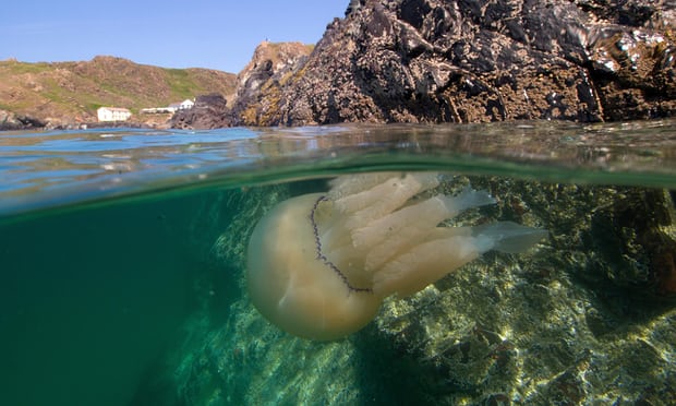 barrel jellyfish-Kynance Cove Cornwall UK