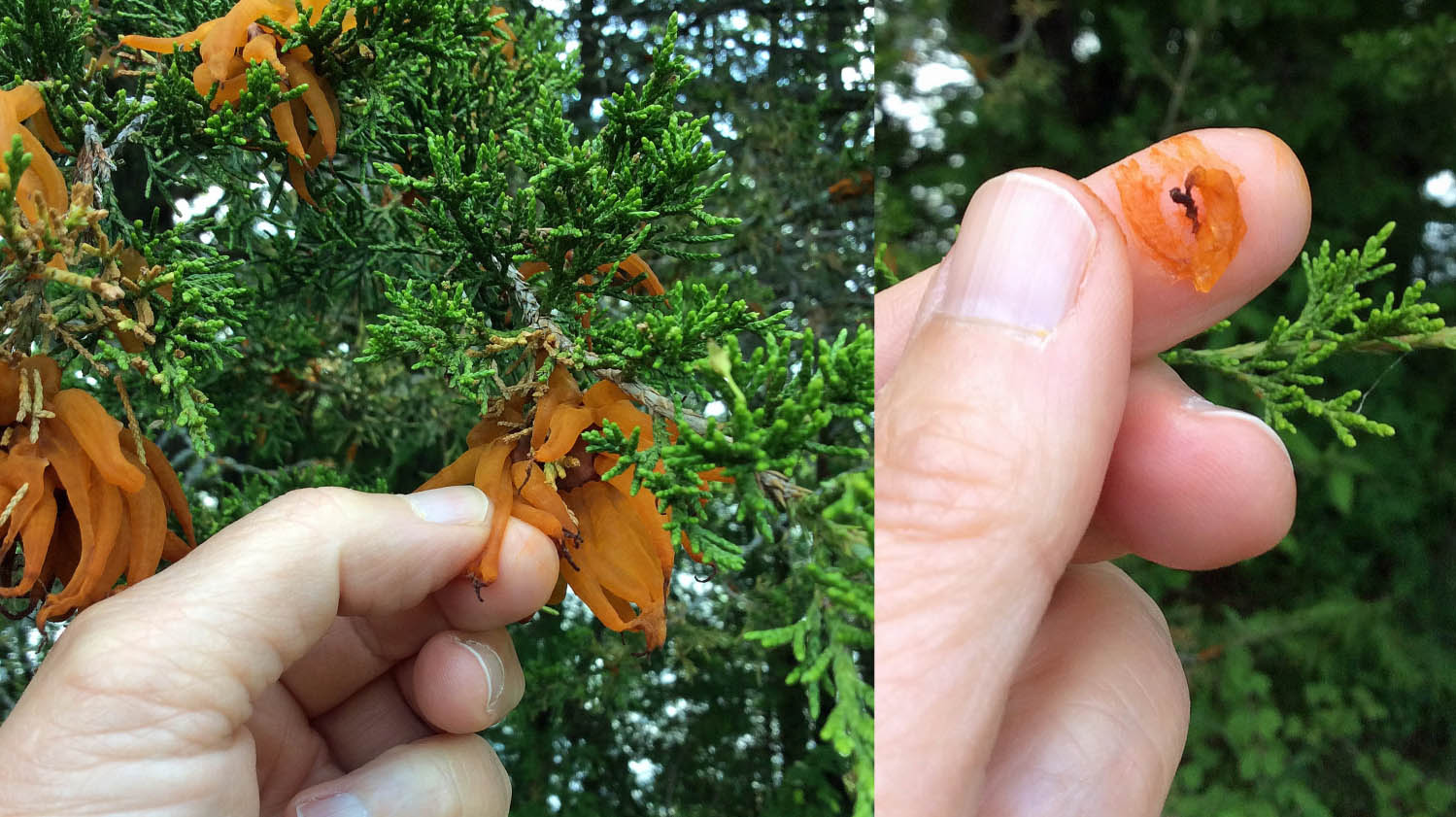 When the Juniper Gets Covered in Orange Goo—the Cedar-Apple Rust